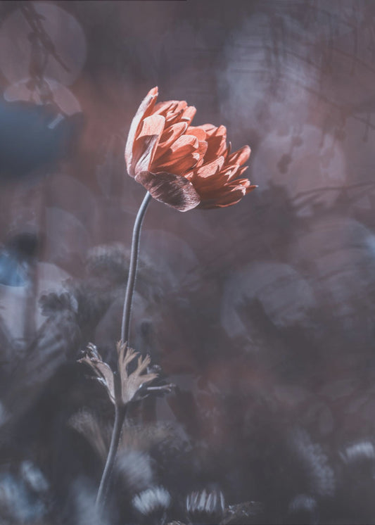 Elegance | Canvas