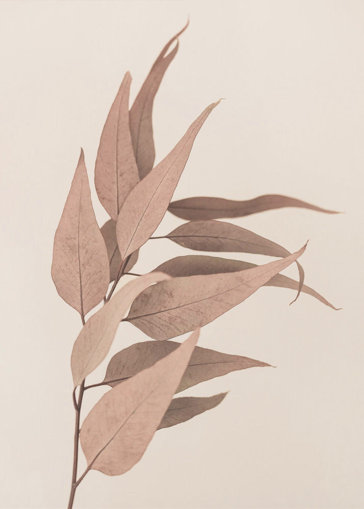 Getrockneter Eukalyptus | Poster