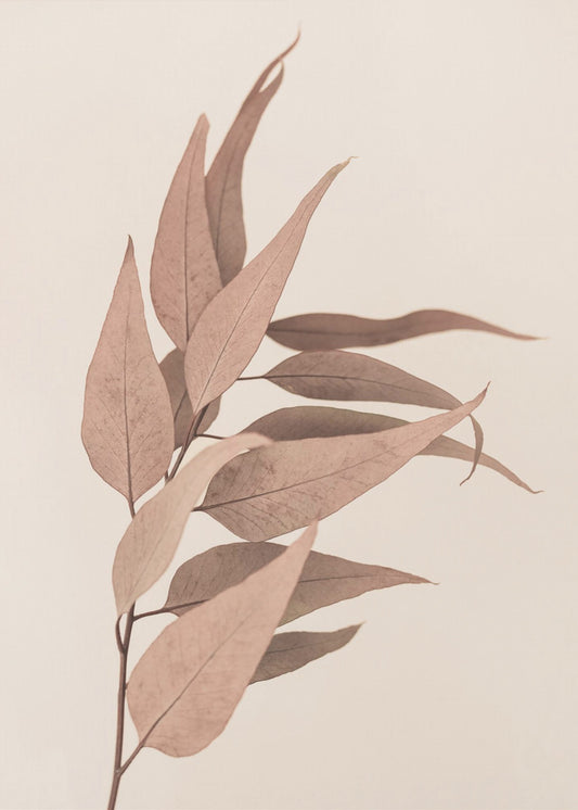 Getrockneter Eukalyptus | Poster