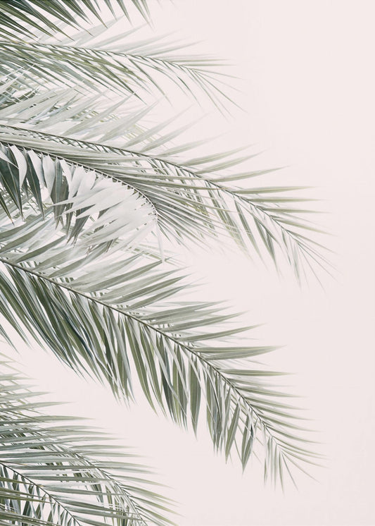 Errötende Palmblätter | Poster