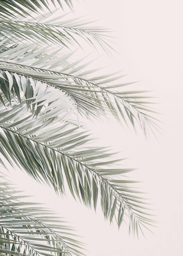 Blush Palm Leaves | Canvas