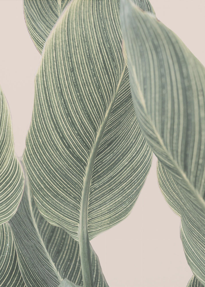 Calla Leaf | Canvas