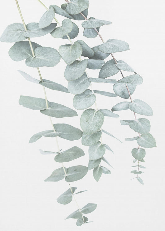 Eukalyptus I | Leinwand
