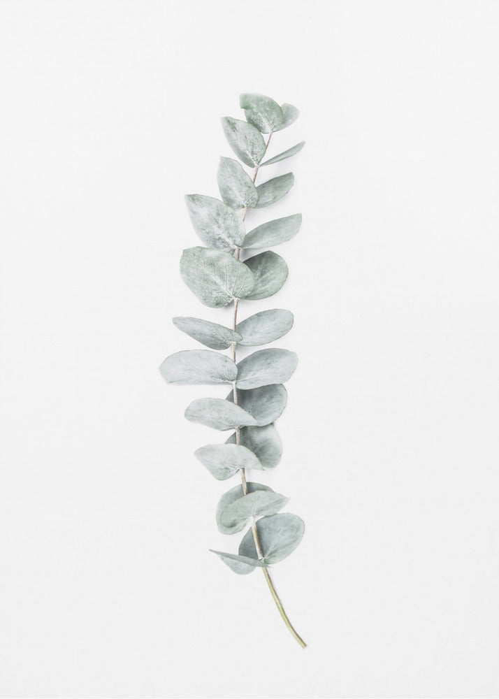 Eukalyptus II | Poster