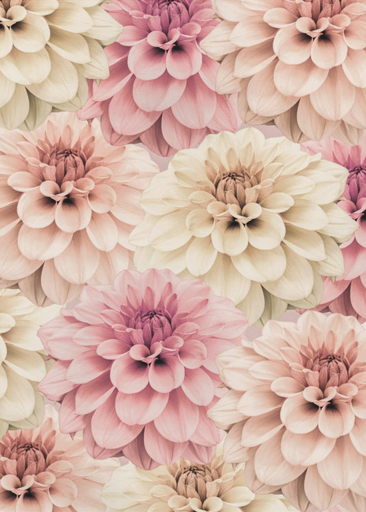Dahlia | Poster