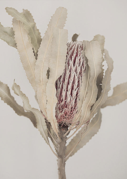Banksia | Leinwand