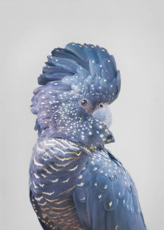 Black Cockatoo | Canvas