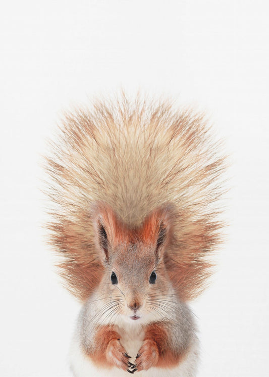 Baby Squirel | Canvas