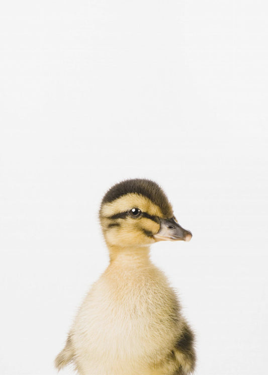 Baby Duck | Canvas