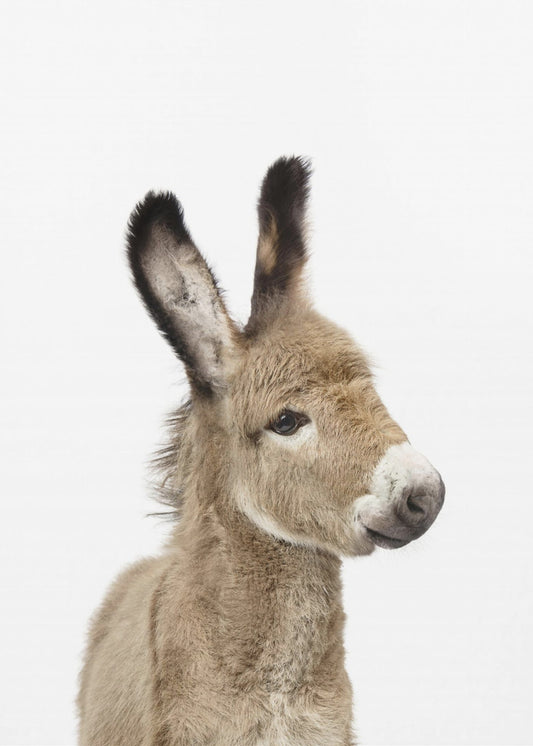 Baby Donkey | Canvas