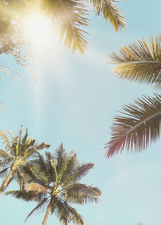Sun Rays | Canvas