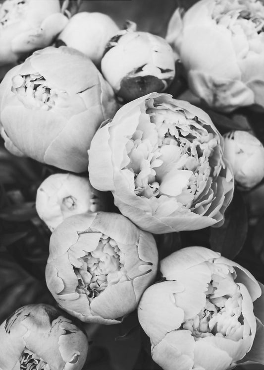 Peonies | Canvas