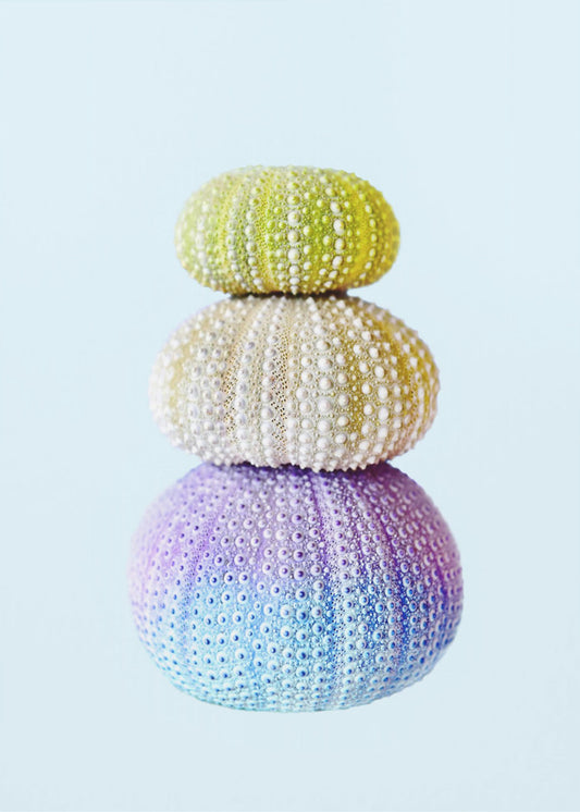Sea Urchins | Canvas