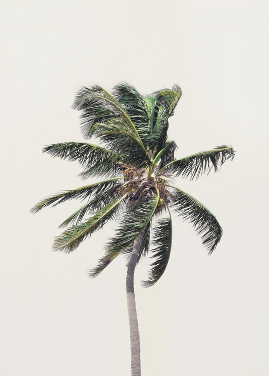 Windy Palm Tree | Canvas