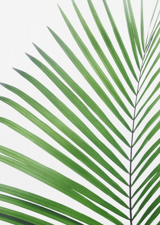 Green Palm Leaf | Canvas