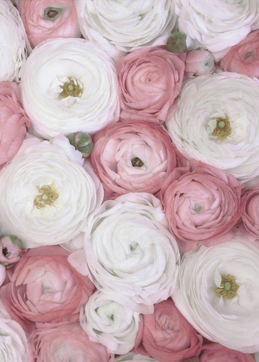 Scattered ranunculus in muted pink I | Canvas