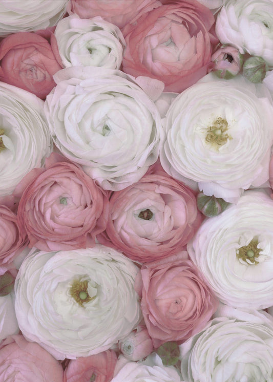 Scattered ranunculus in muted pink II | Canvas
