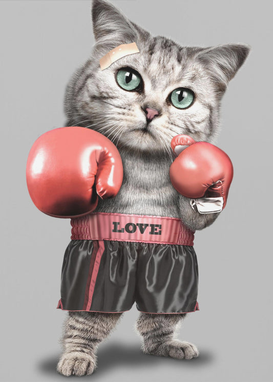 boxing cat | Canvas