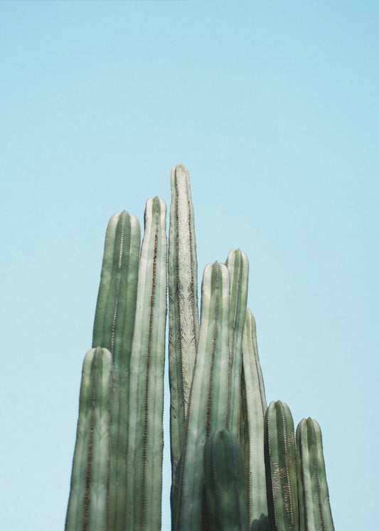 Cacti | Canvas