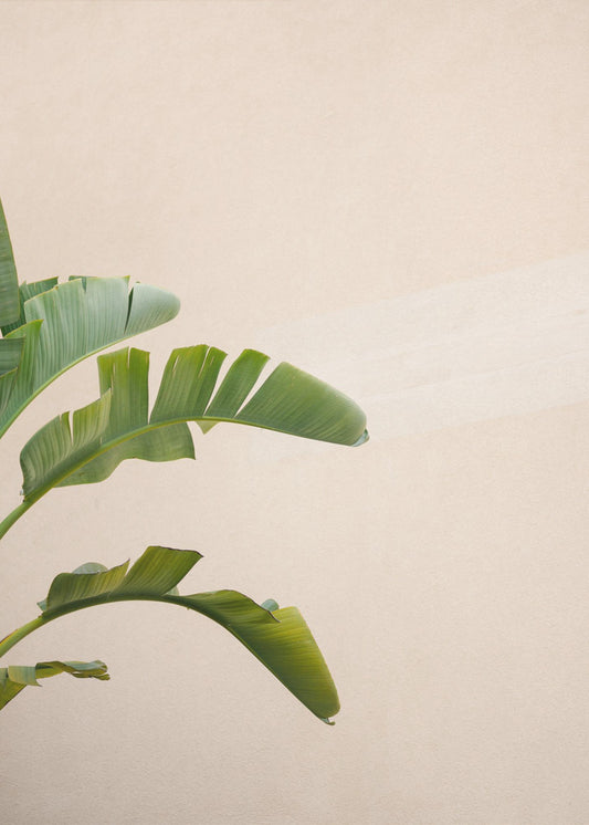 Cannes Banana Plant | Poster