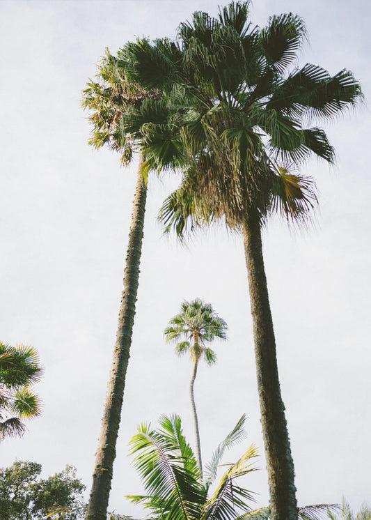 Find me under the Palm Tree | Canvas