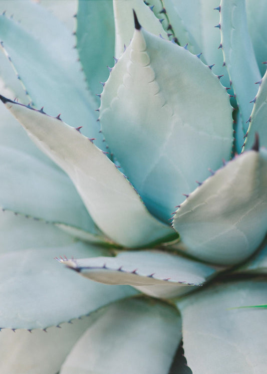 Succulent Green | Poster