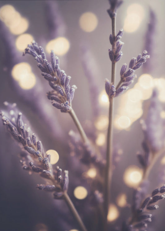 Lavender Dreams | Poster