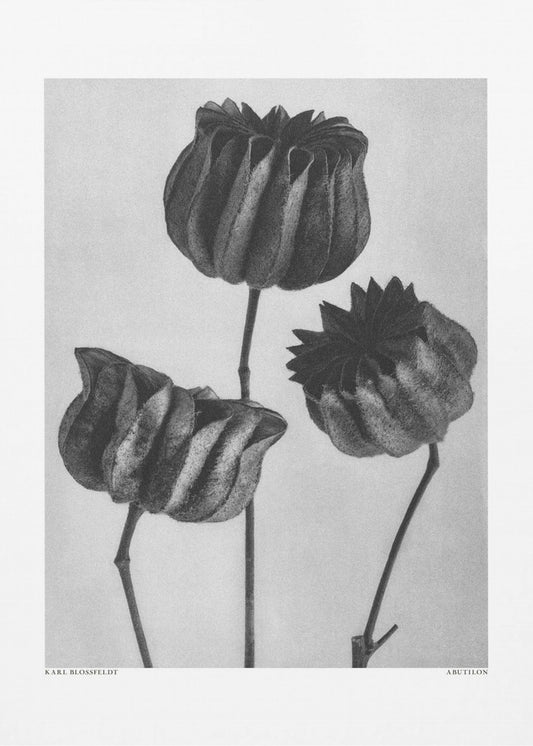 Abutilon (Limettenmalve | Leinwand