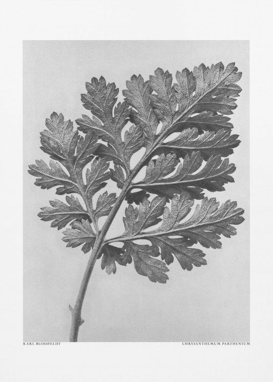 Chrysantheme parthenium | Leinwand