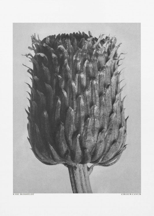 Cirsium Canum (Distel) | Leinwand