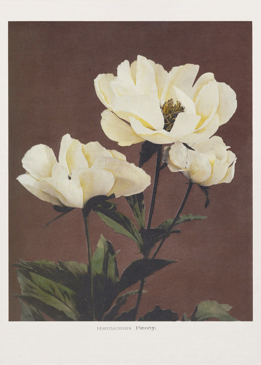 Hærdaceous Peony | Canvas