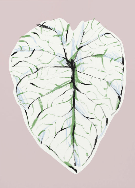 Alocasia Melo Light | Canvas