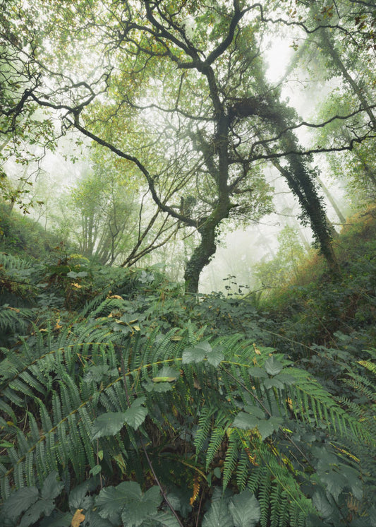Tree World | Canvas