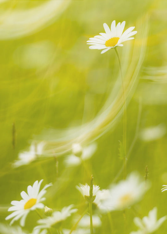 Daisies | Canvas