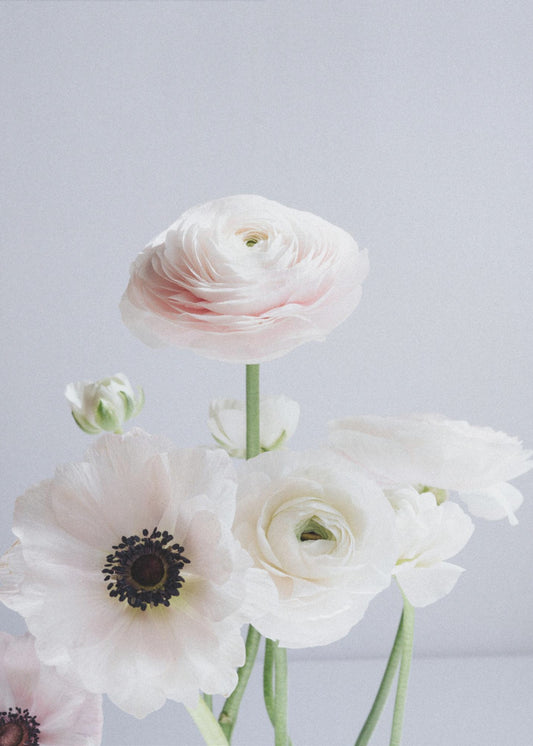 Weiße und blassrosa Ranunkelnblüten | Poster