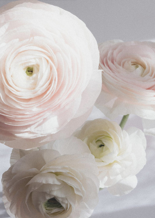 Soft Ranunculus | Canvas