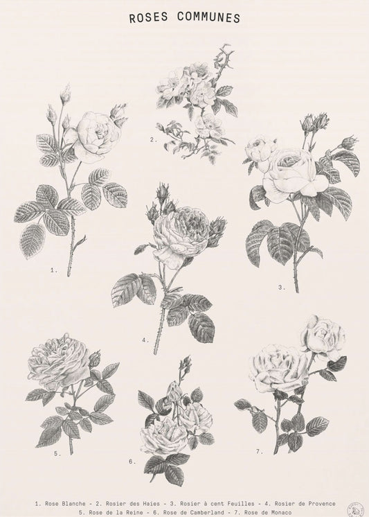 Roses | Canvas