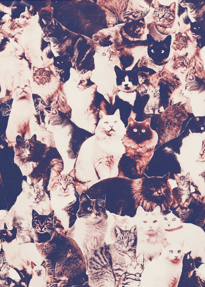 Katzen für immer | Leinwand