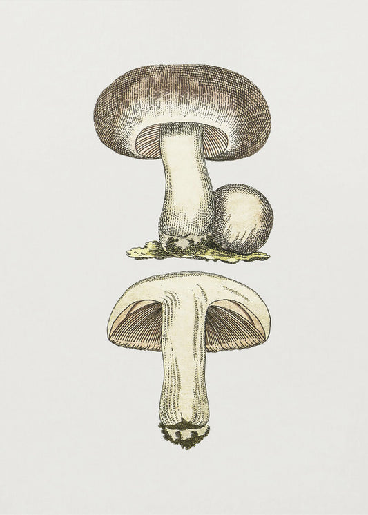 Hand Drawn Field Mushroom Gray | Poster