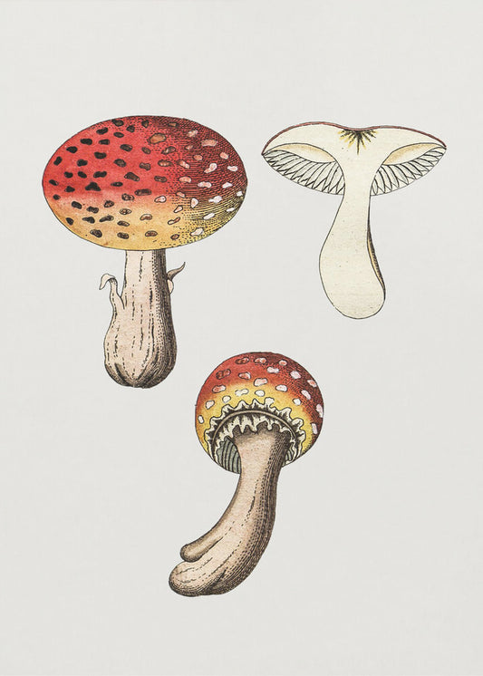 Hand Drawn Fly Agaric Mushroom | Poster