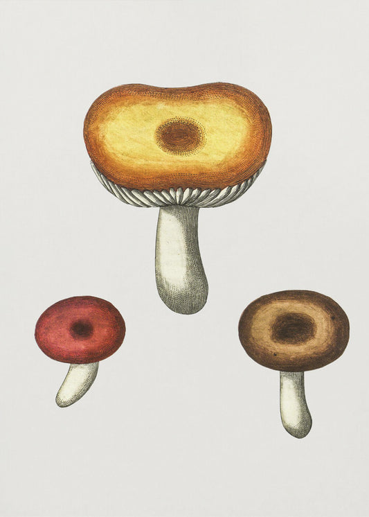 Hand Drawn Galerina Mushroom | Poster
