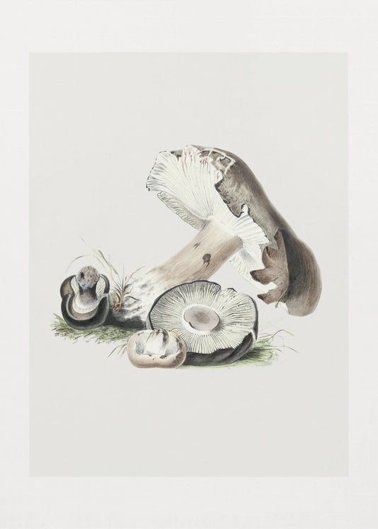 Vintage Agaricus Augustus Pilz 50x70 | Leinwand