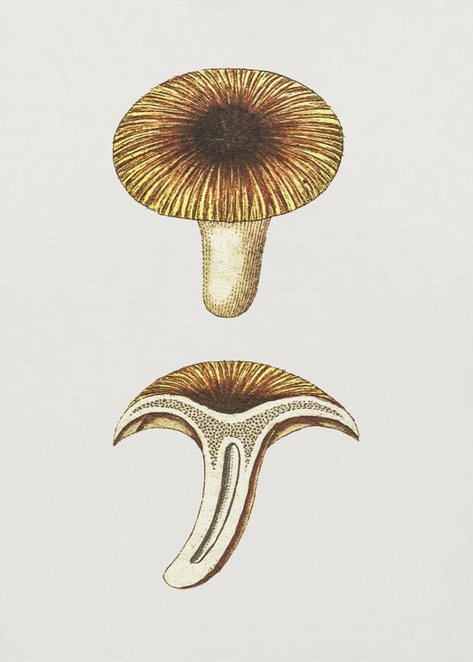 Vintage Pfifferlinge Essbarer Pilz | Leinwand
