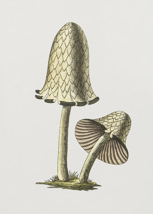 Vintage Inky Cap Edible Mushroom | Poster