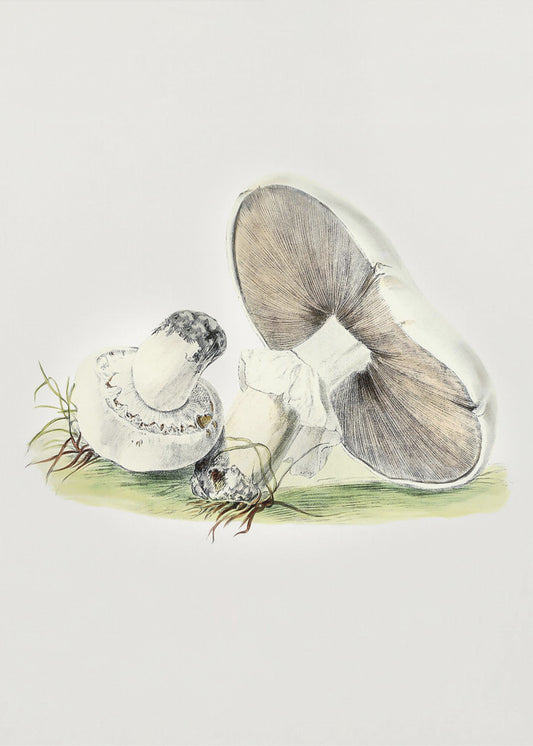 Handgezeichnetes Pferd Pilz stehend | Poster