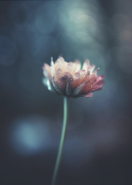 Dew-Kissed Blossom | Poster