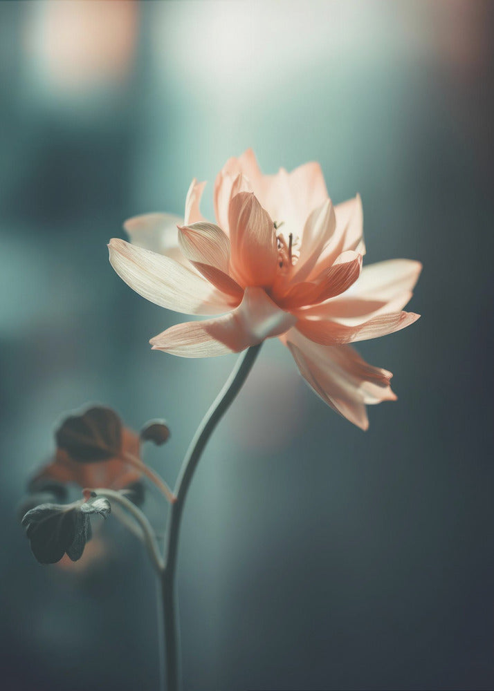 Petal Serenity | Poster