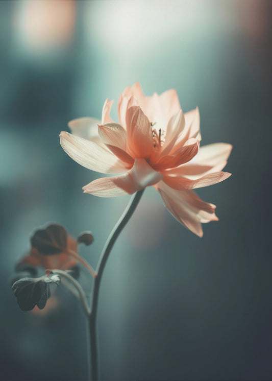 Petal Serenity | Poster