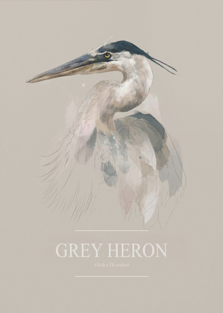Grey Heron | Poster