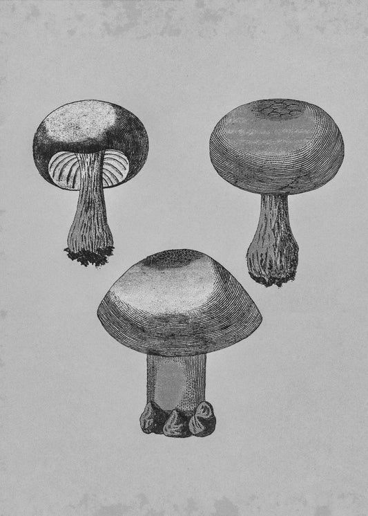 Violetter Webcap-Pilz | Poster